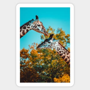 Couple of Giraffes Photograph Sticker